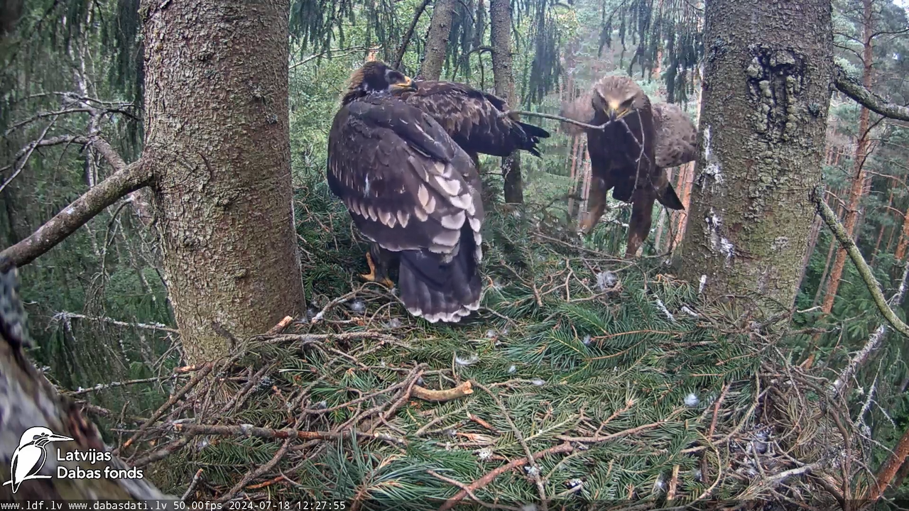 Mazais ērglis (Clanga pomarina), ligzda eglē __ Lesser spotted eagle in spruce, Zemgale, Latvia 13-4