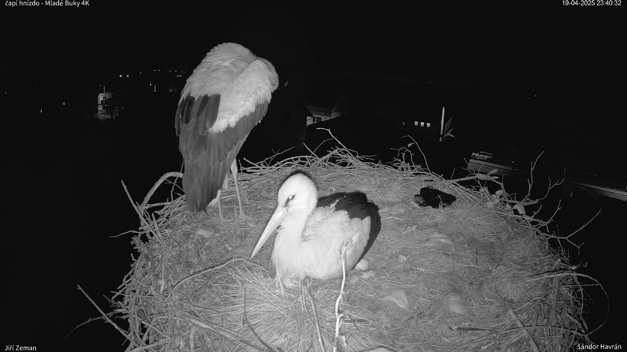 Tiešraides kamera — Mladé Buky — stārķa ligzda 4K 6-5-31 screenshot