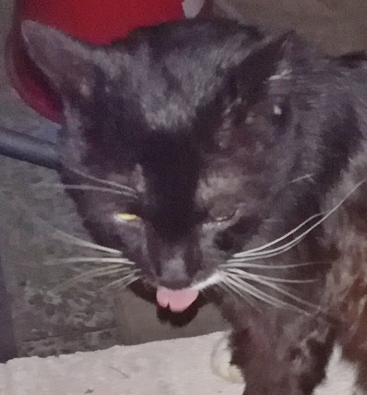 ЯЗЫК Т?АВМИ?ОВАН