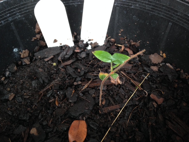 myrciaria guaquiea seedling 2
