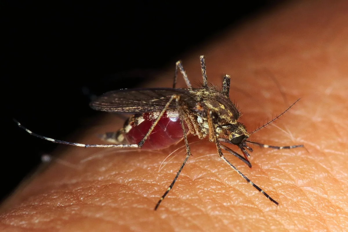Dile adiós a los mosquitos y cucarachas con este repelente casero con canela