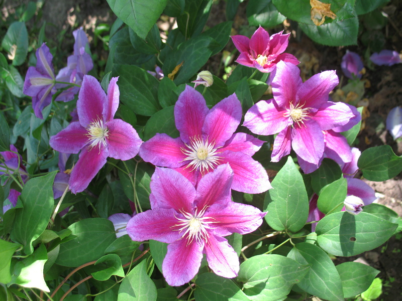 IMG_6227