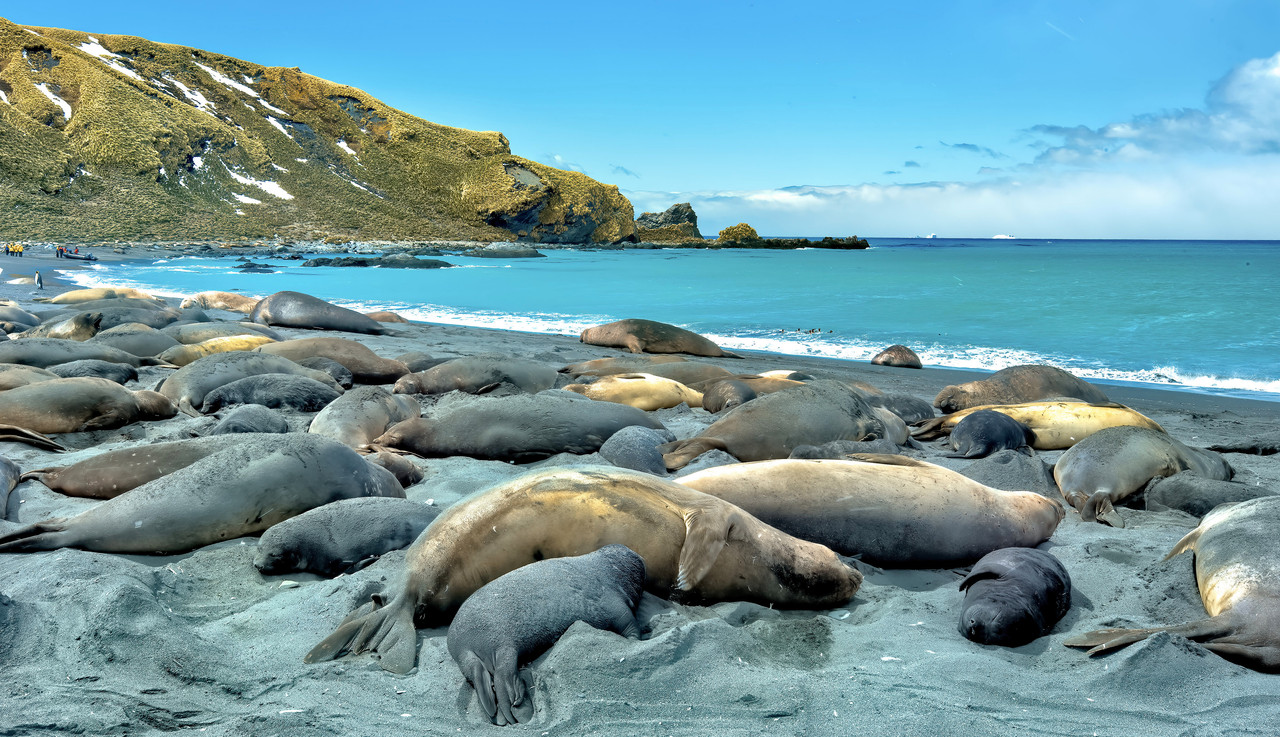 greysealsouthgeorgiaisland.jpg