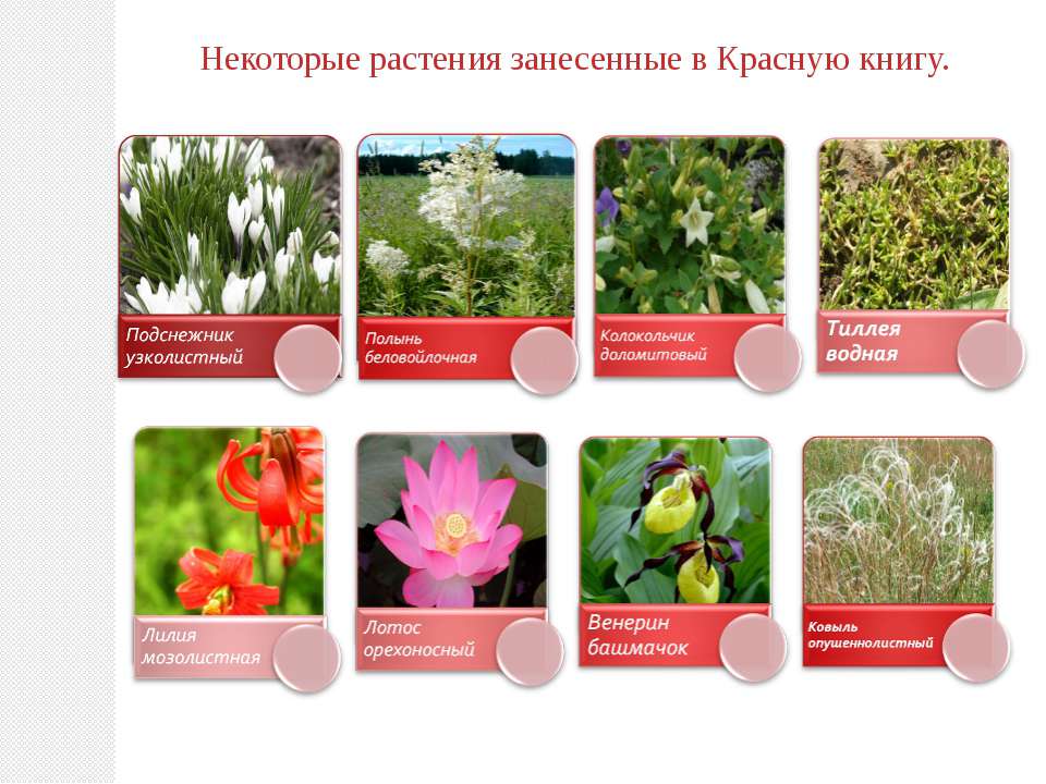 10 растений занесенных в красную книгу. Растения красной книги России. Растения красной книги рос. Растениязанесен в красную книгу. Красная книга РО растения.