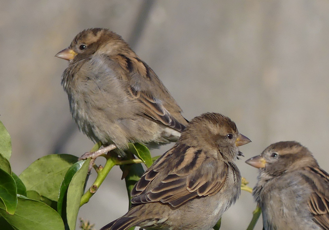 SPARROW 13