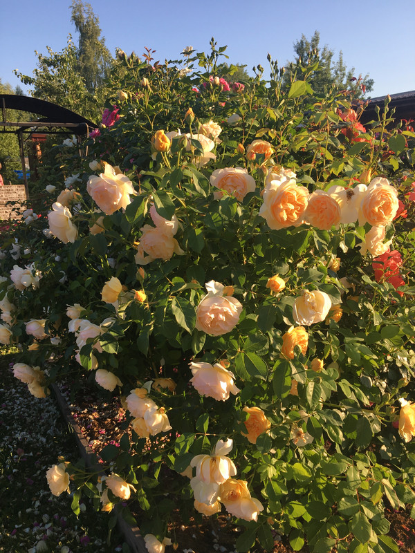 C2DE46FF-AD12-4F55-8BA0-9B027A6563A4