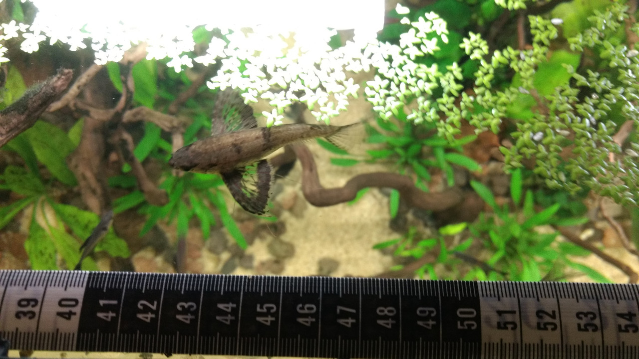 IMG_20180330_222540067_BURST008