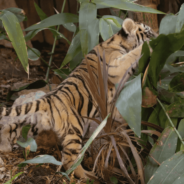 Tigercub.gif