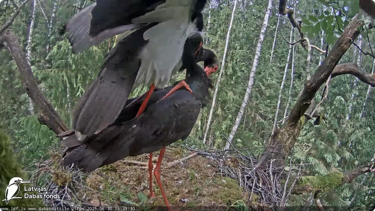 Screenshot 2025-06-30 at 20-30-50 Melnais stārķis (Ciconia nigra) Ogres novadā - LDF tiešraide - You