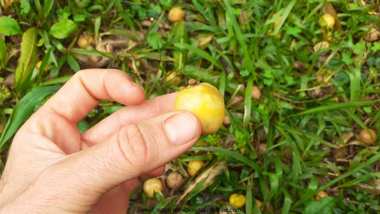 Huertasurbanas_com-IMG-20221006-WA0044.jpg-20221017_203420Sweet_aguai