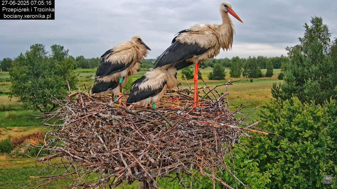 27062025bociany12