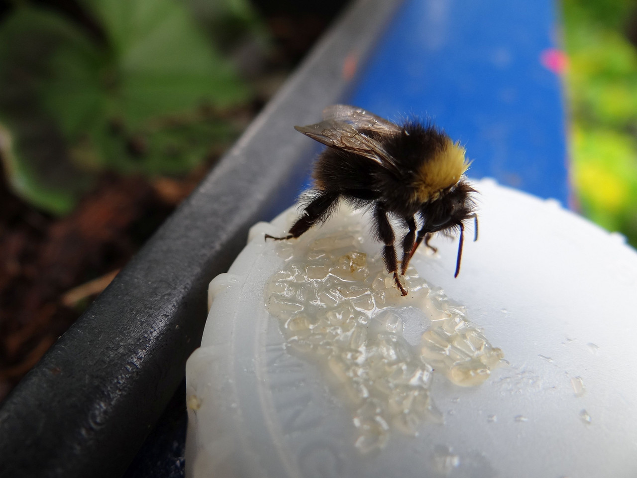 BEE 2