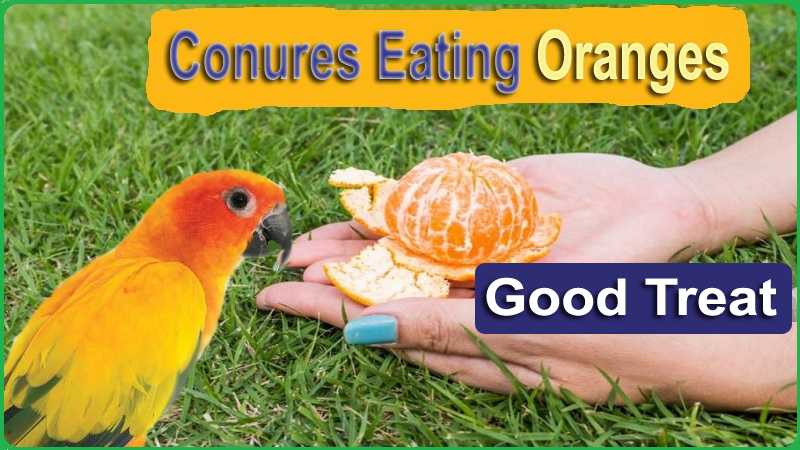 Can Conures Eat Oranges