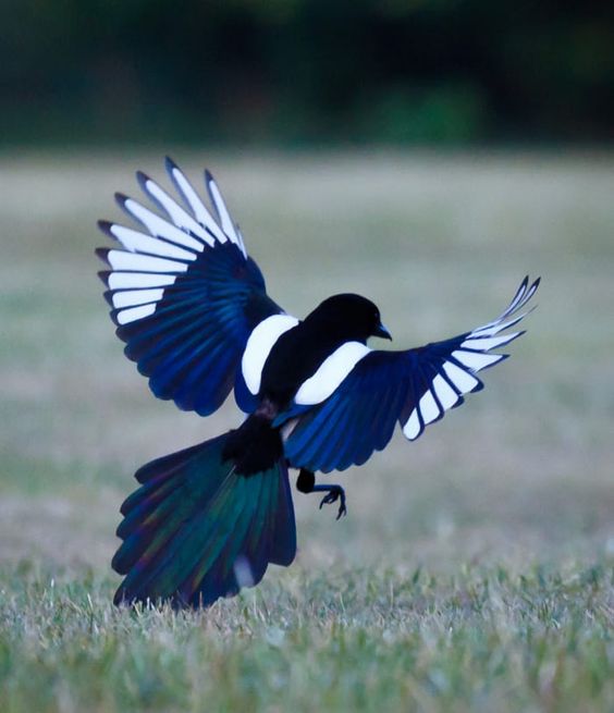 bluemagpie.jpg