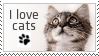 cat2.png
