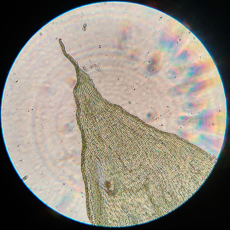 IMG 20250616 212533 HDR