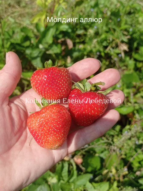 Моллинг Аллюр