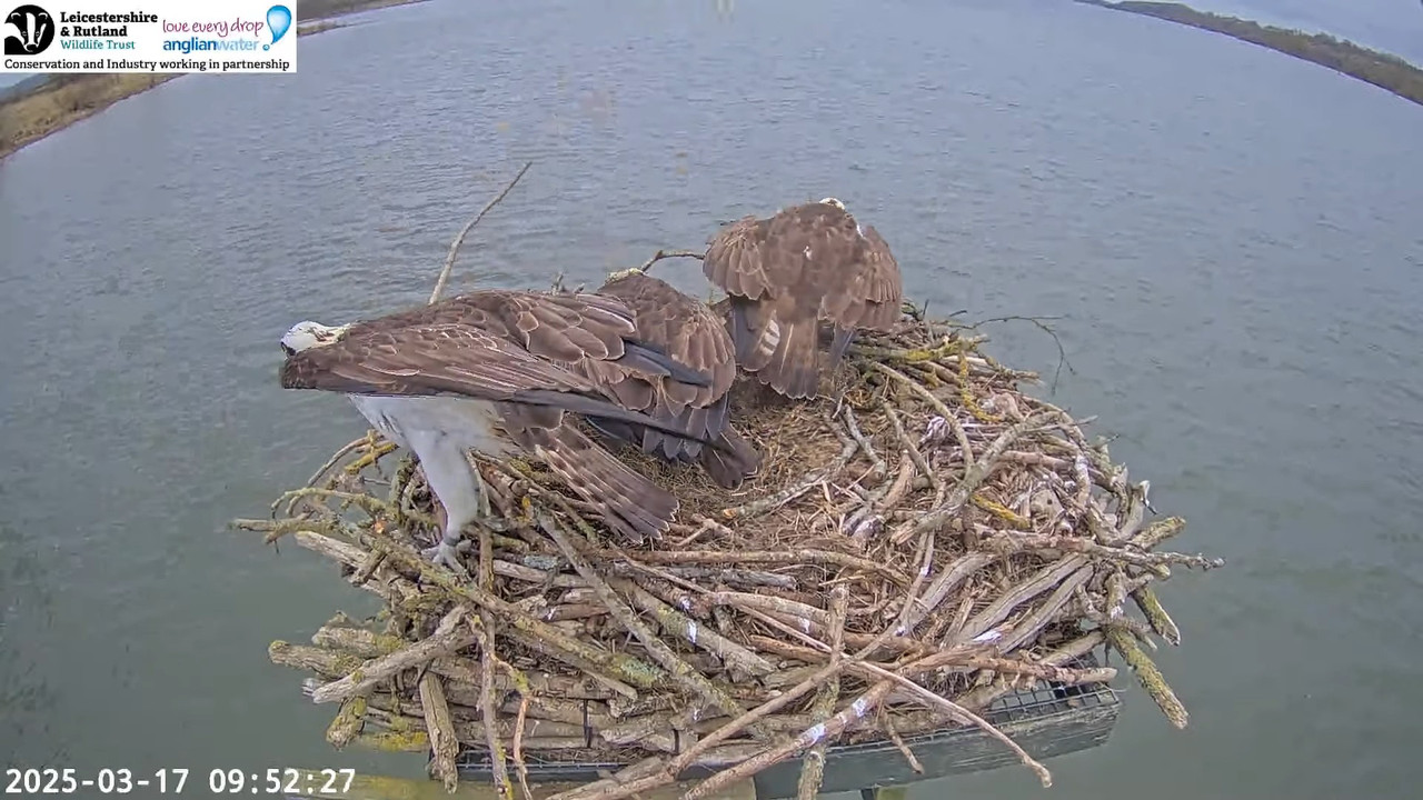 LRWT - Manton Bay Ospreys Live Webcam (Wide Angle) 14-19-9 screenshot