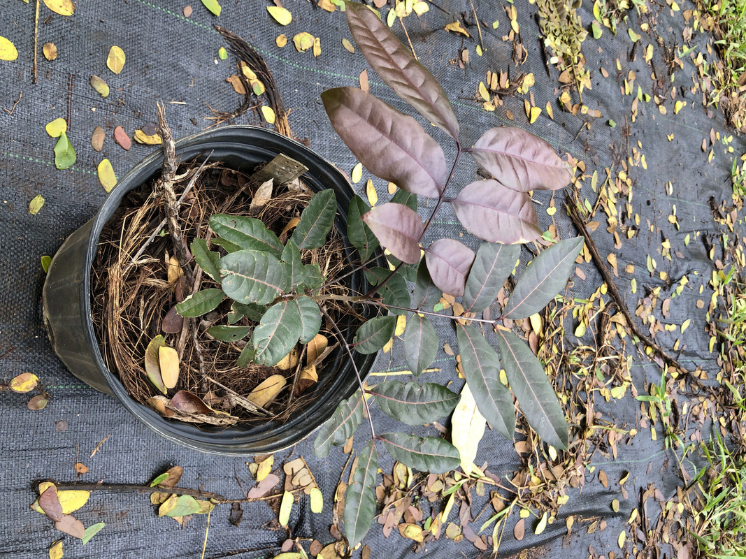 E9819C0A-464F-463B-BFD1-D7C147D4B754