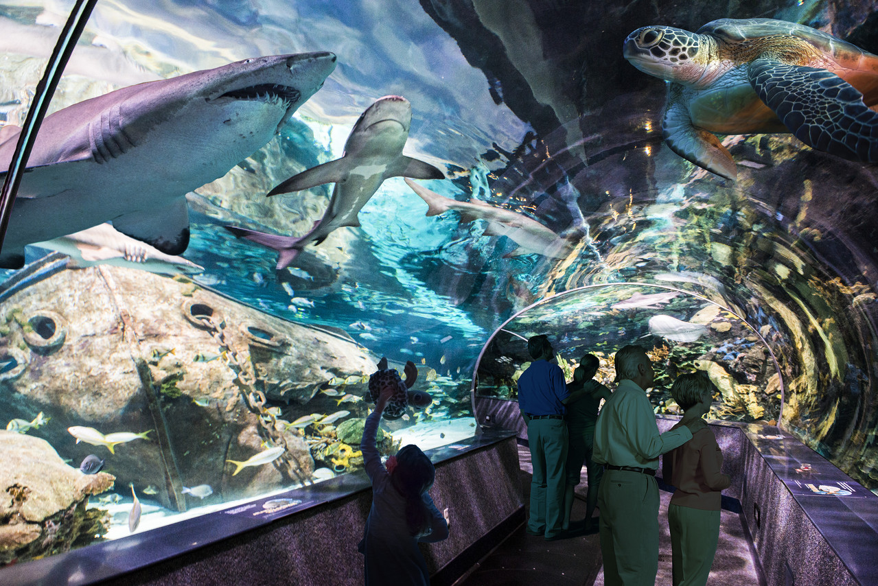 Smoky Mountain attraction aquarium exhibit