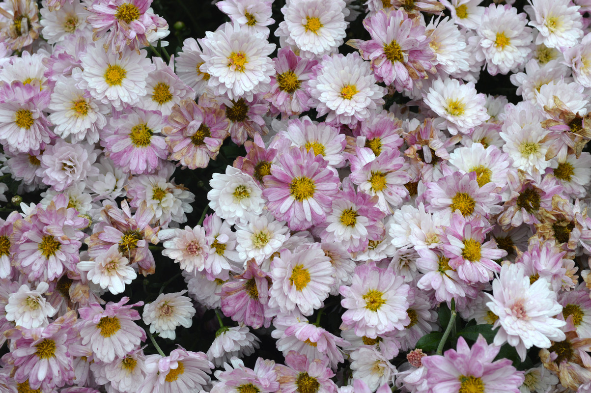 Цветов много не бывает. 