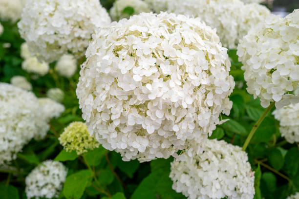 wholesale hydrangeas