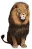 Lion-Transparent-PNG-Clip-Art-Image-3.png