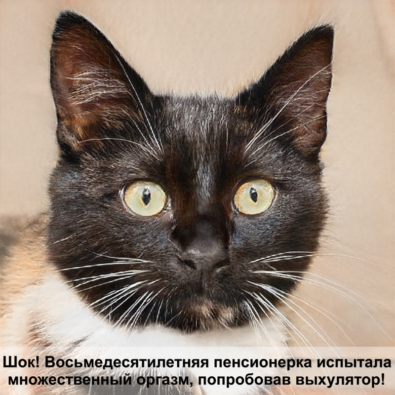 какая кошка самая молчаливая