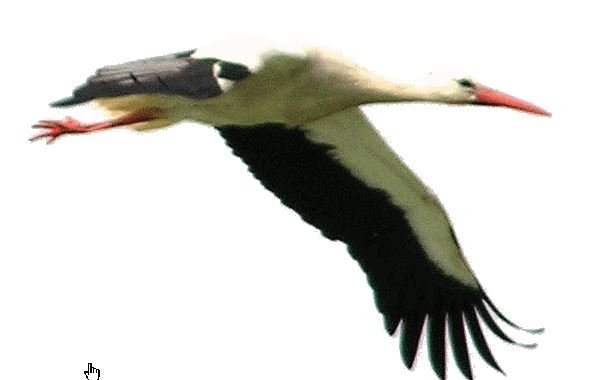 2026 02 10 22 25 12 Obrazek bocian ruchomy obrazek 0015 w ruchomych obrazkach Bociany Gify net