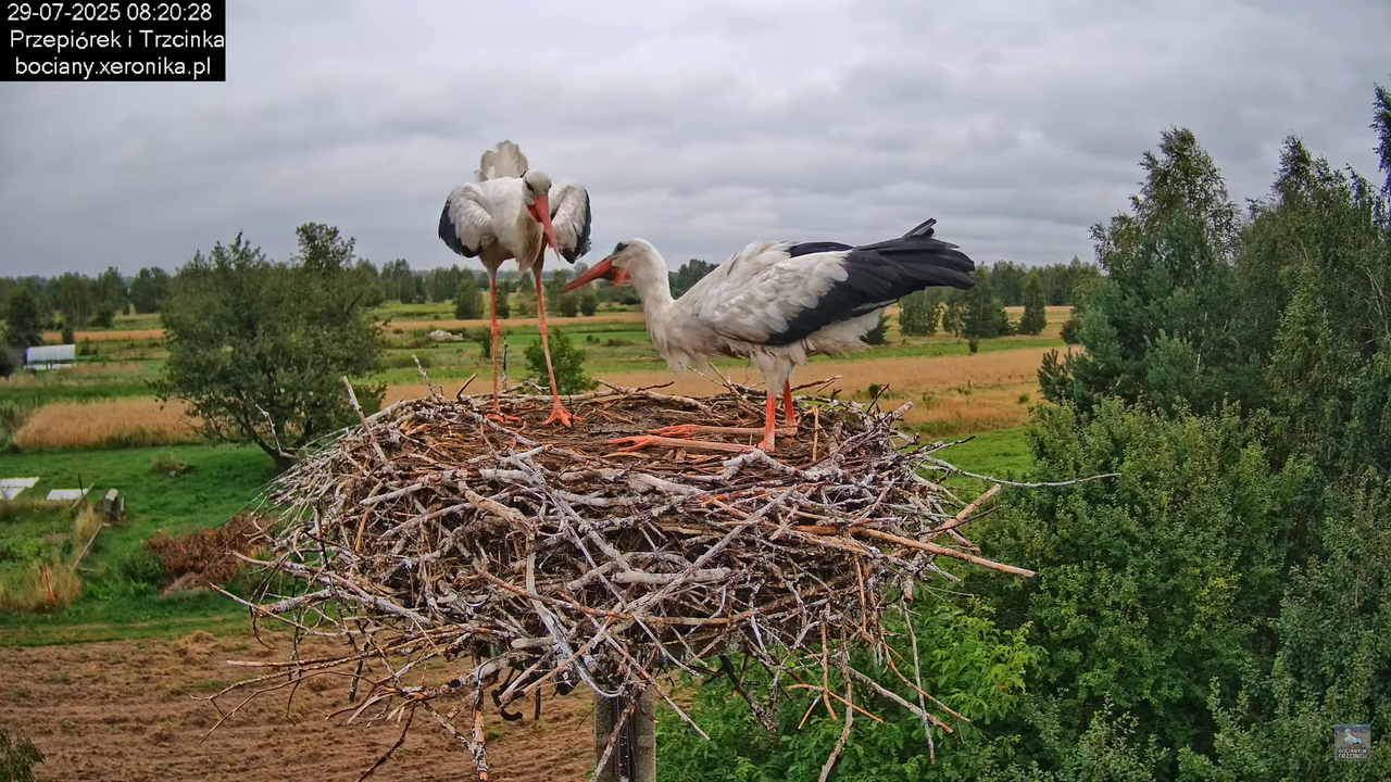 29072025bociany15