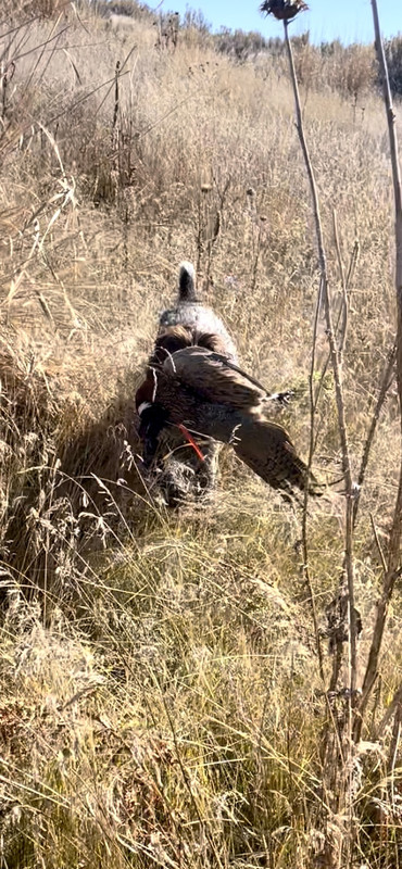 29D42F43-A1E0-4EF1-B949-166020FFF5BA