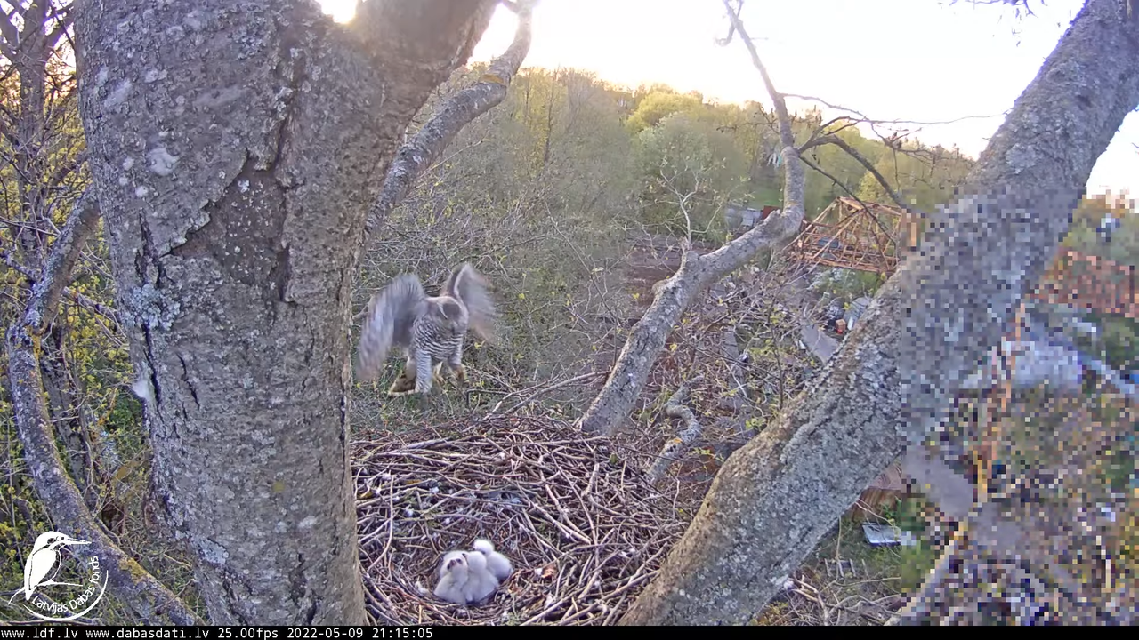 Vistu vanags (Accipiter gentilis) Rīgā - LDF tiešraide __ Goshawks, Riga, Latvia 2-42-53 screenshot
