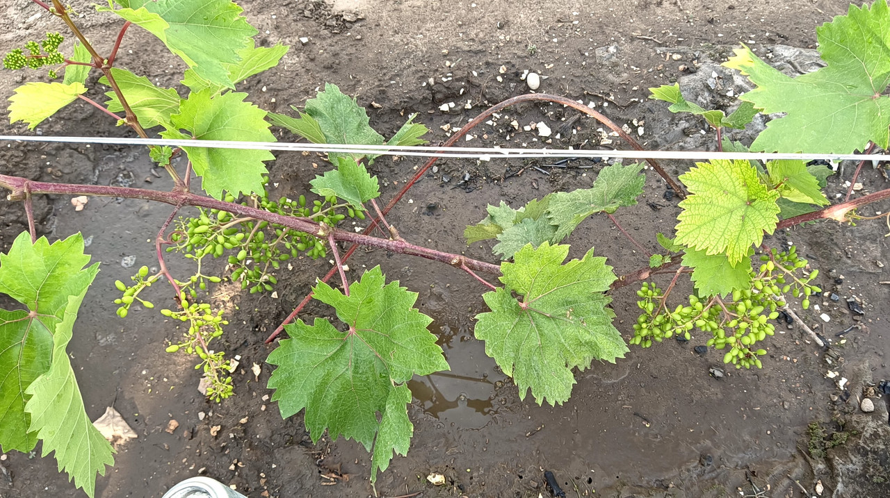 кш Цимус_20240612_182723 1