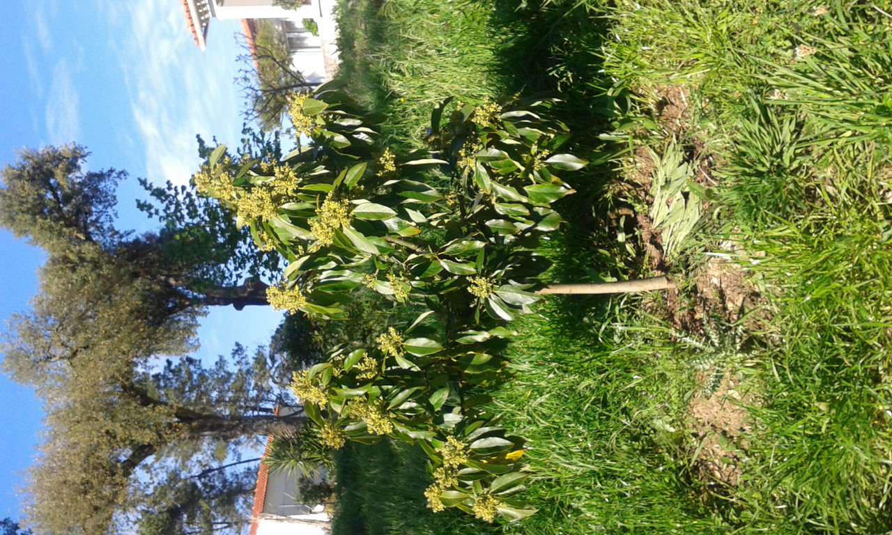 Bacon Avocado in flower
