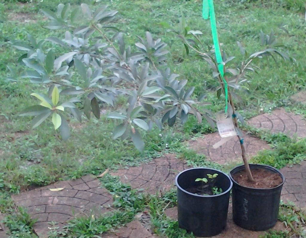 alanosapodilla_zpse315f573