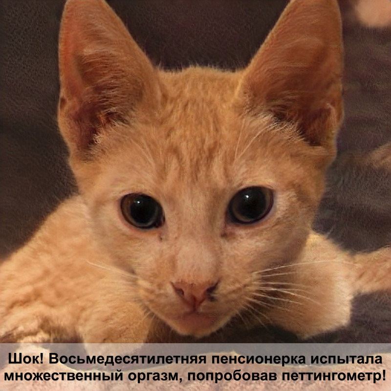 чистка кошек от шерсти