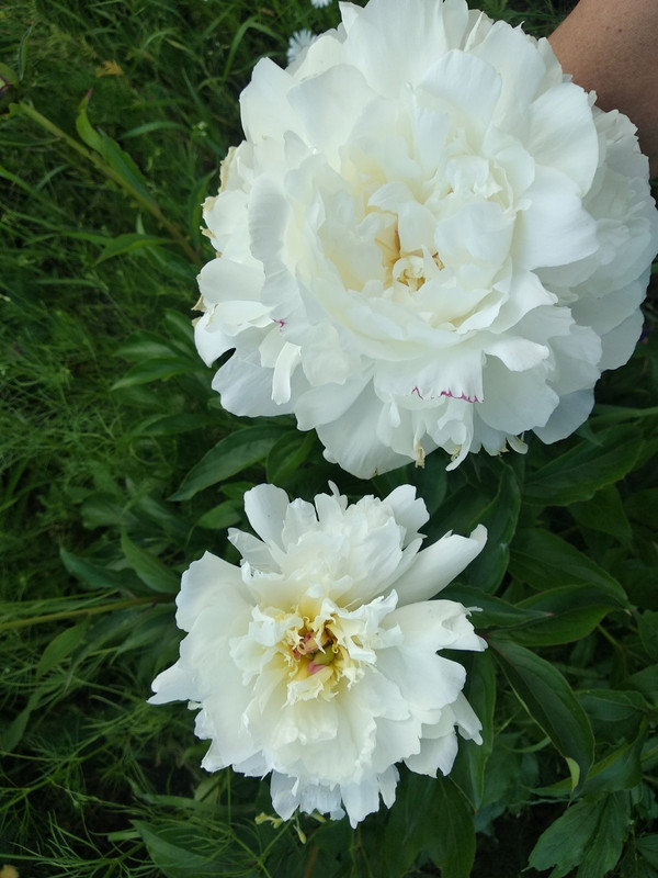 цветок и маленький с этого же куста с желтизной в центре