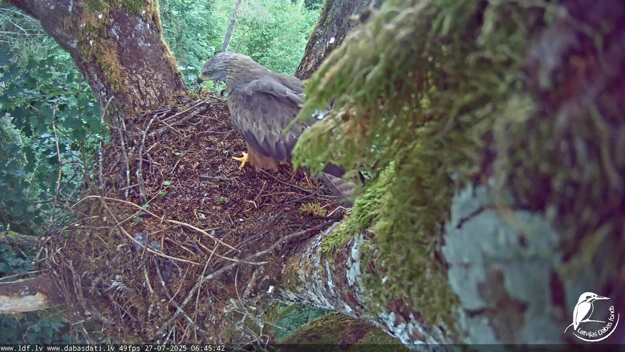 Melnās klijas (Milvus migrans) Kurzemē_ peļu klijāni (Buteo buteo) 8-55-52 screenshot