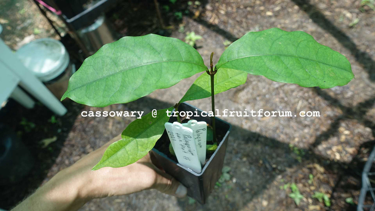 palaquim small cassowary