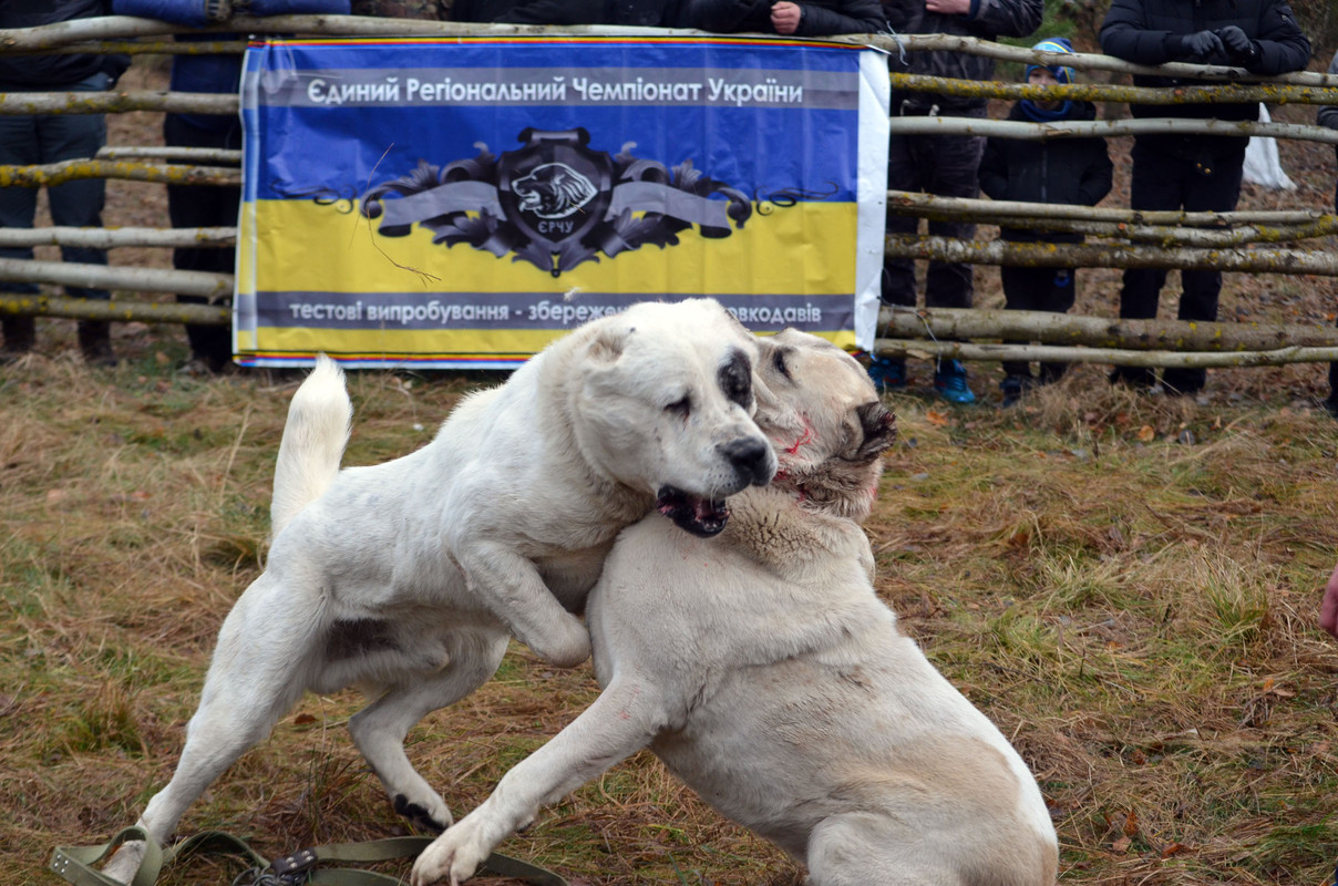 Шаман - Монгол (9)