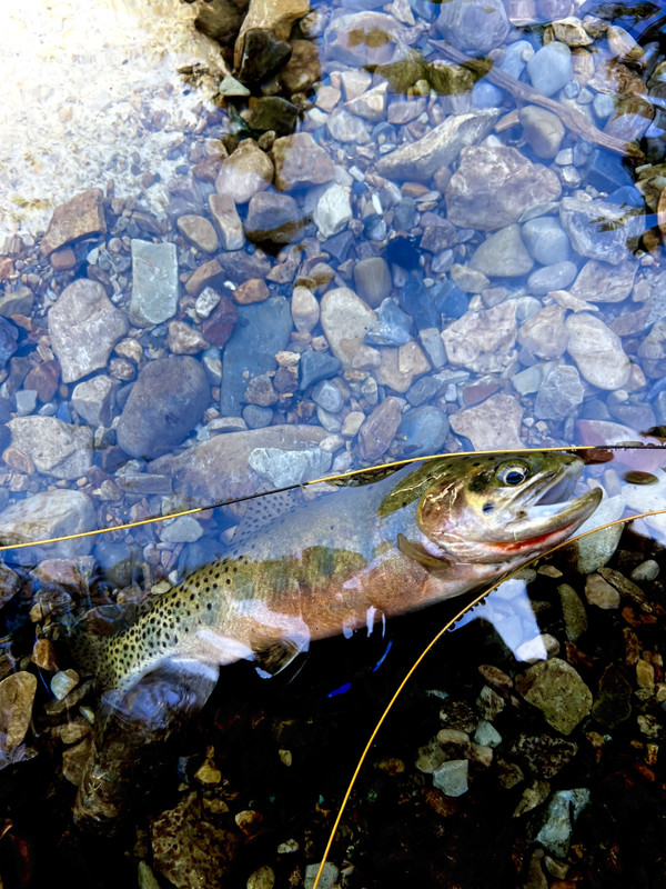 14341651-8036-49B4-AC57-B11F1181D3BA_1_201_a