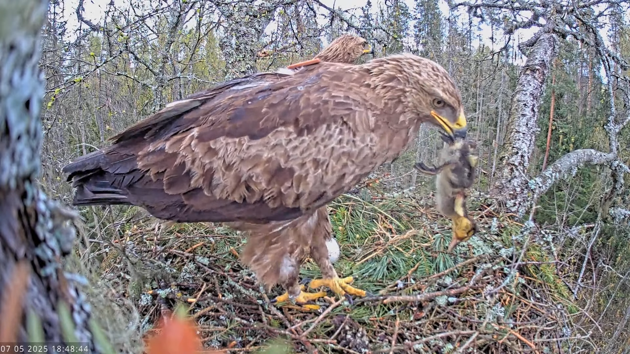Väike-konnakotkas __ Clanga pomarina __ Lesser Spotted Eagle 14-37-9 screenshot