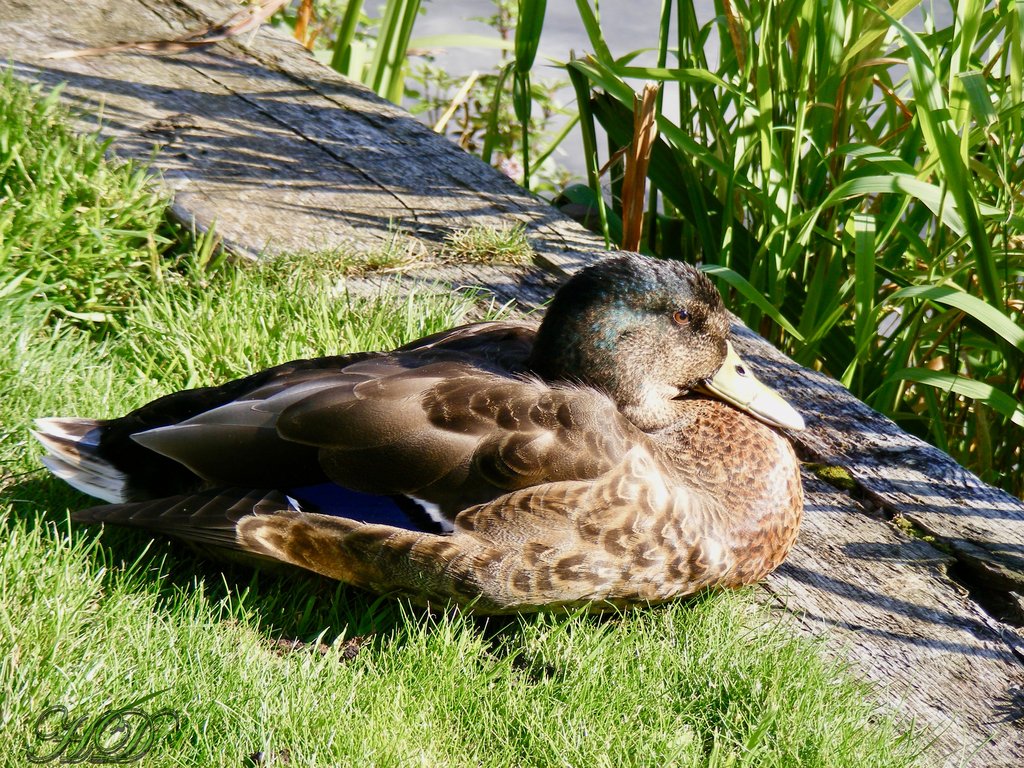 animal-Duck-HD.jpg