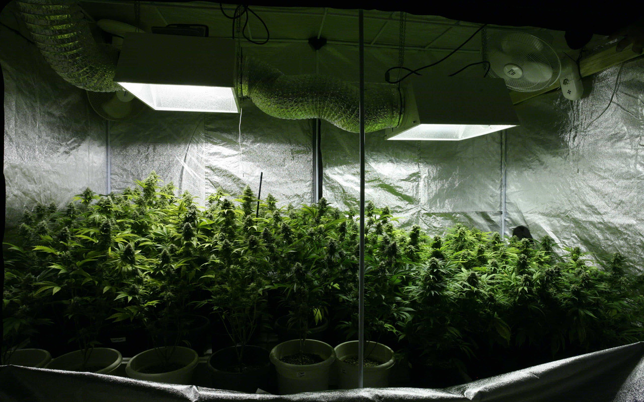 Tent grow