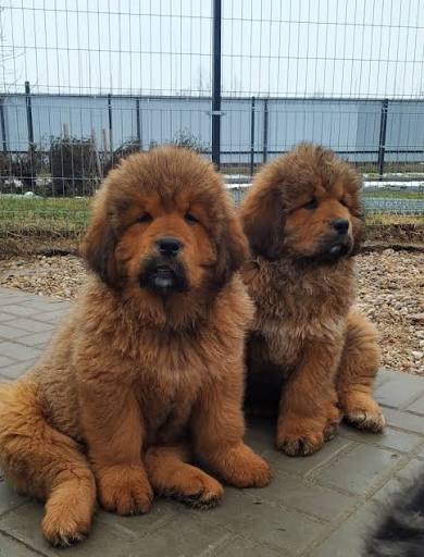 Mastiff Mastiff