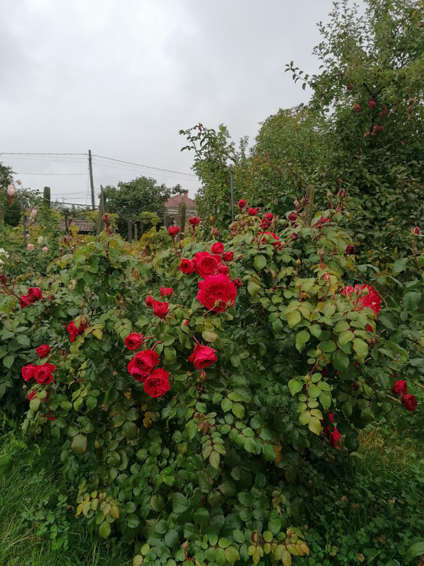 IMG_20211009_123356