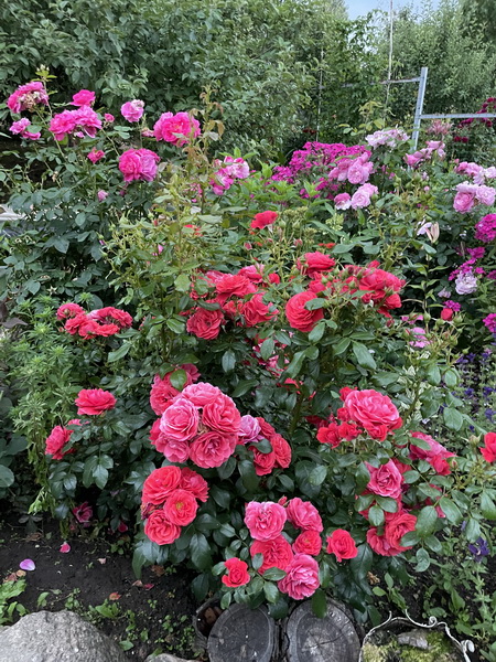 https://i.postimg.cc/L6xtPhKD/IMG-3490.jpg