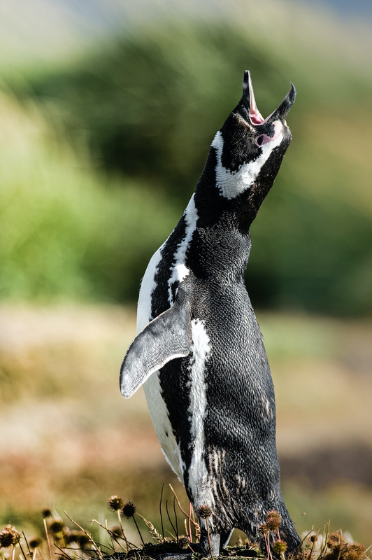 penguins-102