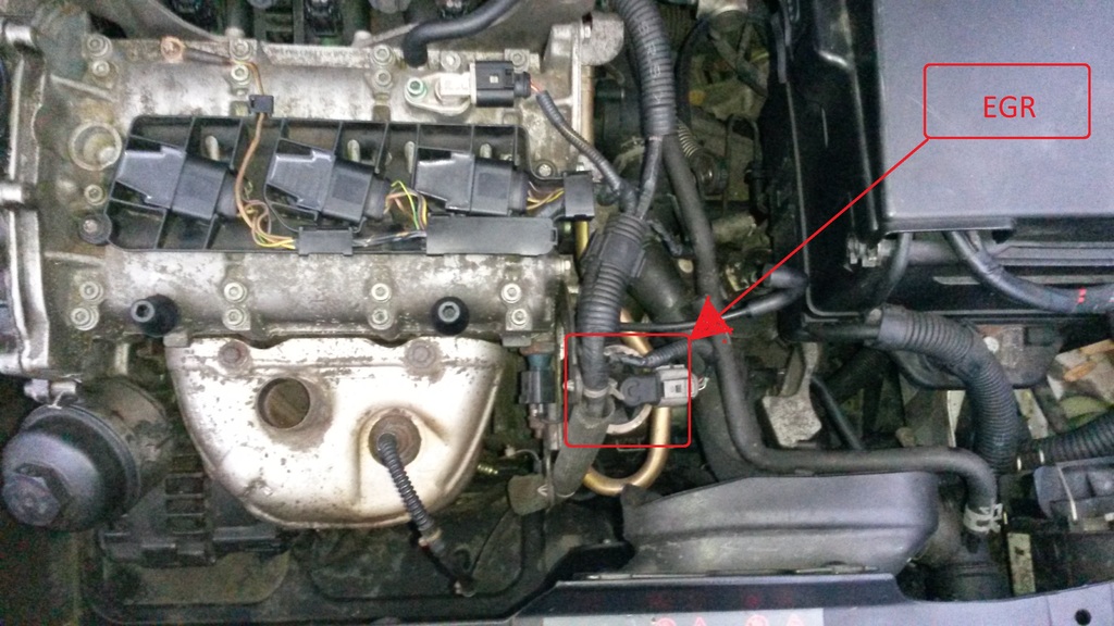 egr1