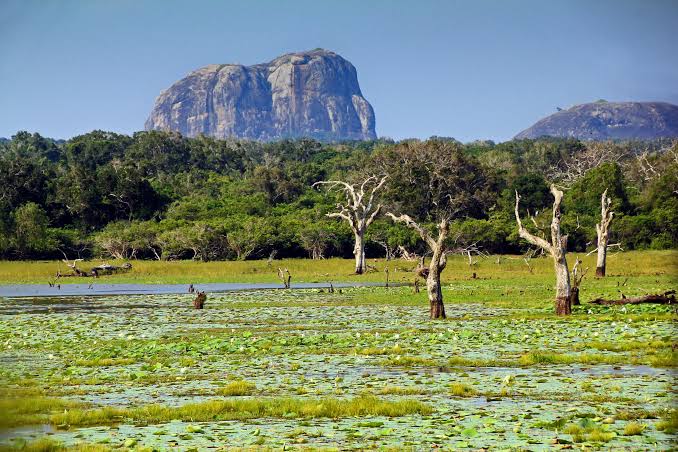 Yala Safari